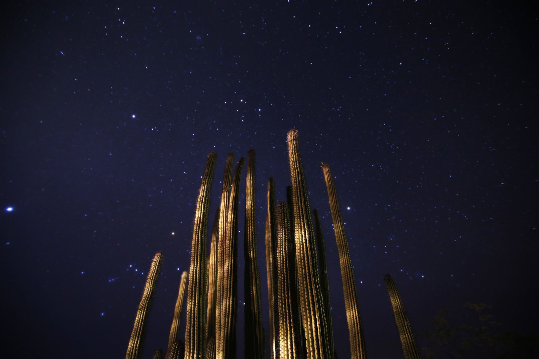 Organ Pipe National Monument